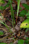 Manhart's sedge